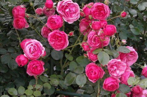rose, rose flower, miniature roses, pink flower, rose garden