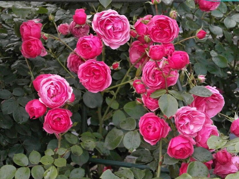 rose, rose flower, miniature roses, pink flower, rose garden